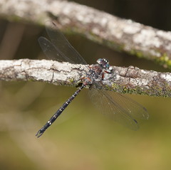 Austroaeschna multipunctata