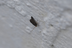 Lecithocera micromela