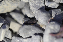 Lecithocera micromela