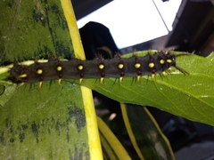 Siproeta epaphus epaphus