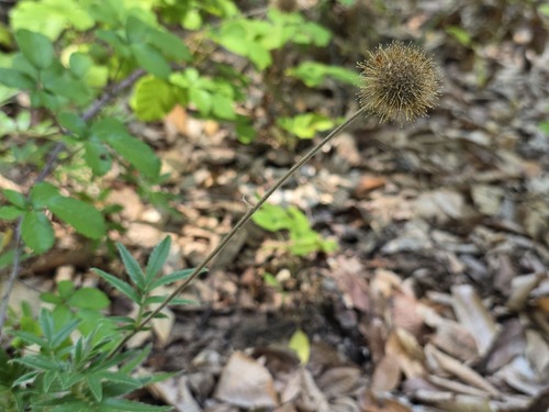 Acaena argentea, photograph 5