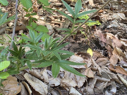 Acaena argentea, photograph 4