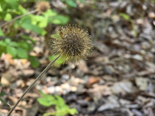 Acaena argentea, photograph 6