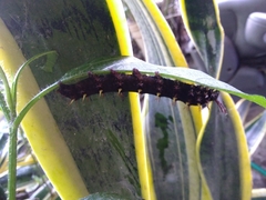 Siproeta epaphus epaphus