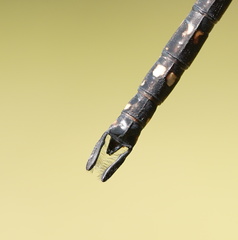 Austroaeschna multipunctata