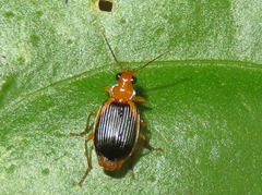Lebia xanthopleura