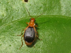 Lebia xanthopleura