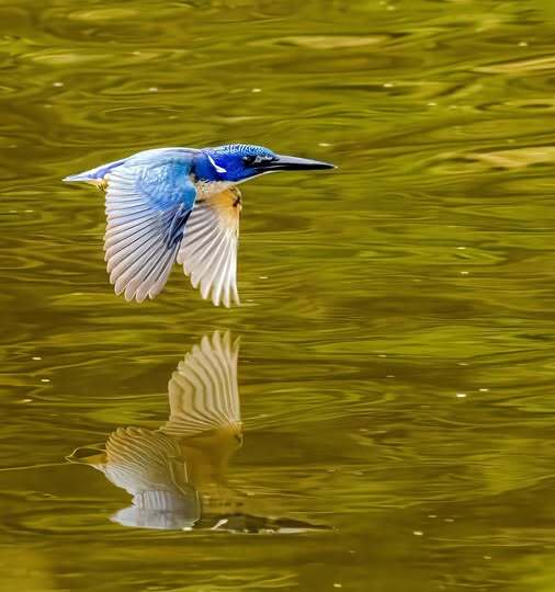 Half-collared Kingfisher (Alcedo semitorquata), photo 3
