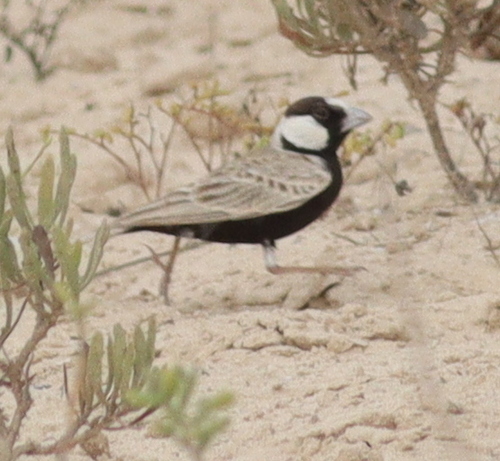 Black-crowned Sparrow-Lark (Eremopterix nigriceps), photo 5