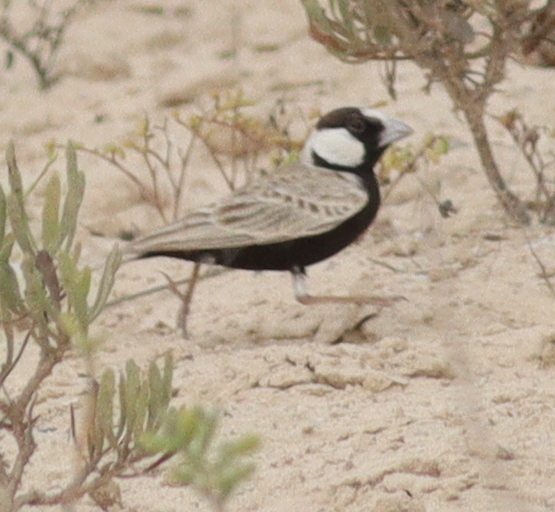 Black-crowned Sparrow-Lark (Eremopterix nigriceps), photo 5