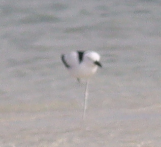 Crab-plover (Dromas ardeola), photo 1