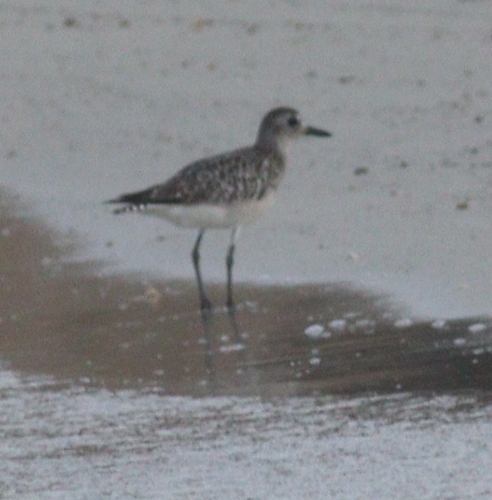 Black-bellied Plover