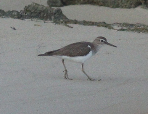 Common Sandpiper