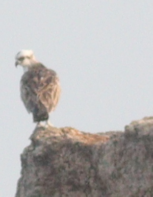 Osprey