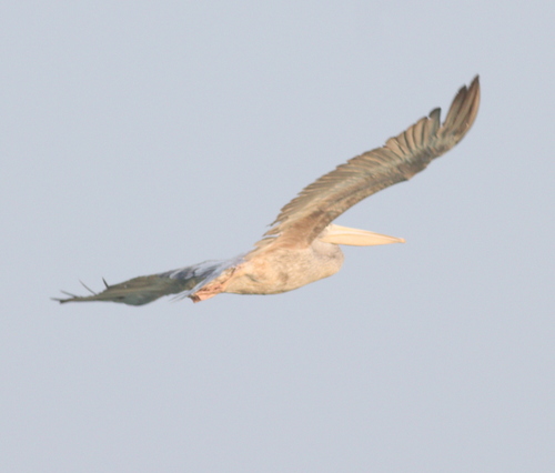 Pink-backed Pelican