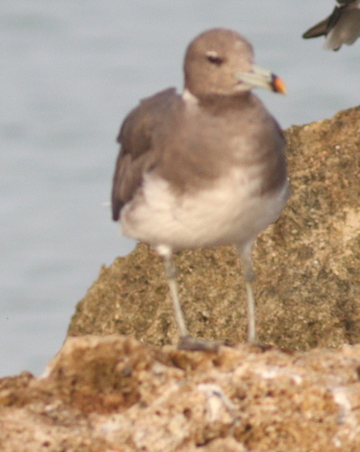 Sooty Gull (Ichthyaetus hemprichii), photo 10