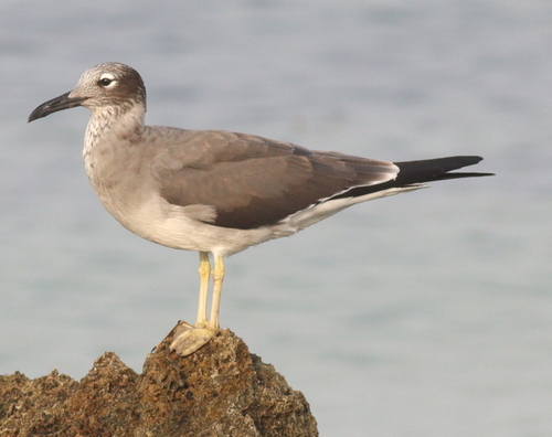 White-eyed Gull