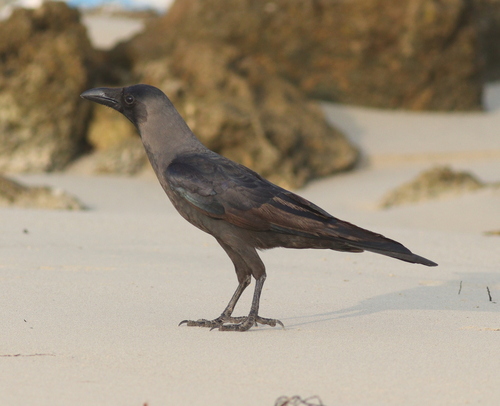 House Crow