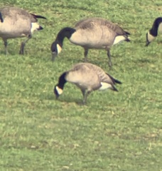 Branta hutchinsii hutchinsii