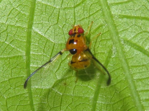 Family Somatiidae · iNaturalist