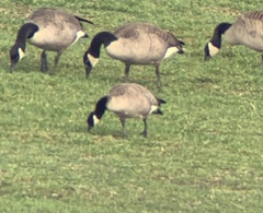 Branta hutchinsii hutchinsii