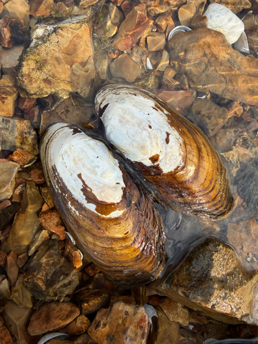Lampsilis siliquoidea