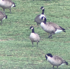 Branta hutchinsii hutchinsii