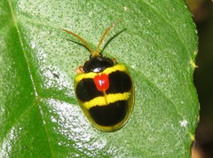 Spilophora peruana