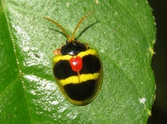 Spilophora peruana