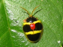 Spilophora peruana