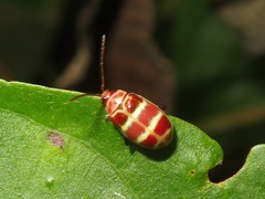 Asphaera meticulosa