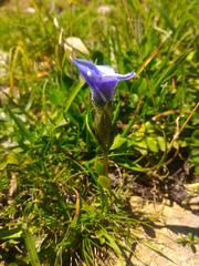 Gentianopsis ciliata ciliata