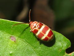Asphaera meticulosa