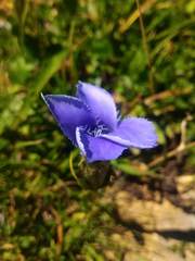 Gentianopsis ciliata ciliata
