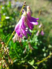 Hedysarum hedysaroides