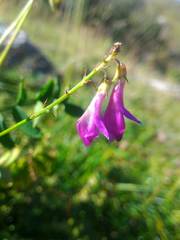 Hedysarum hedysaroides