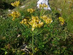 Laserpitium gaudinii