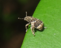 Eudiagogini