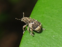 Eudiagogini