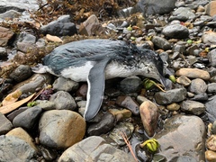 Eudyptula minor iredalei