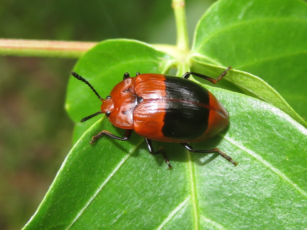 Iphiclus placitus