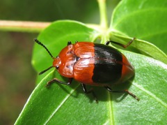 Iphiclus placitus