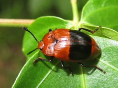 Iphiclus placitus