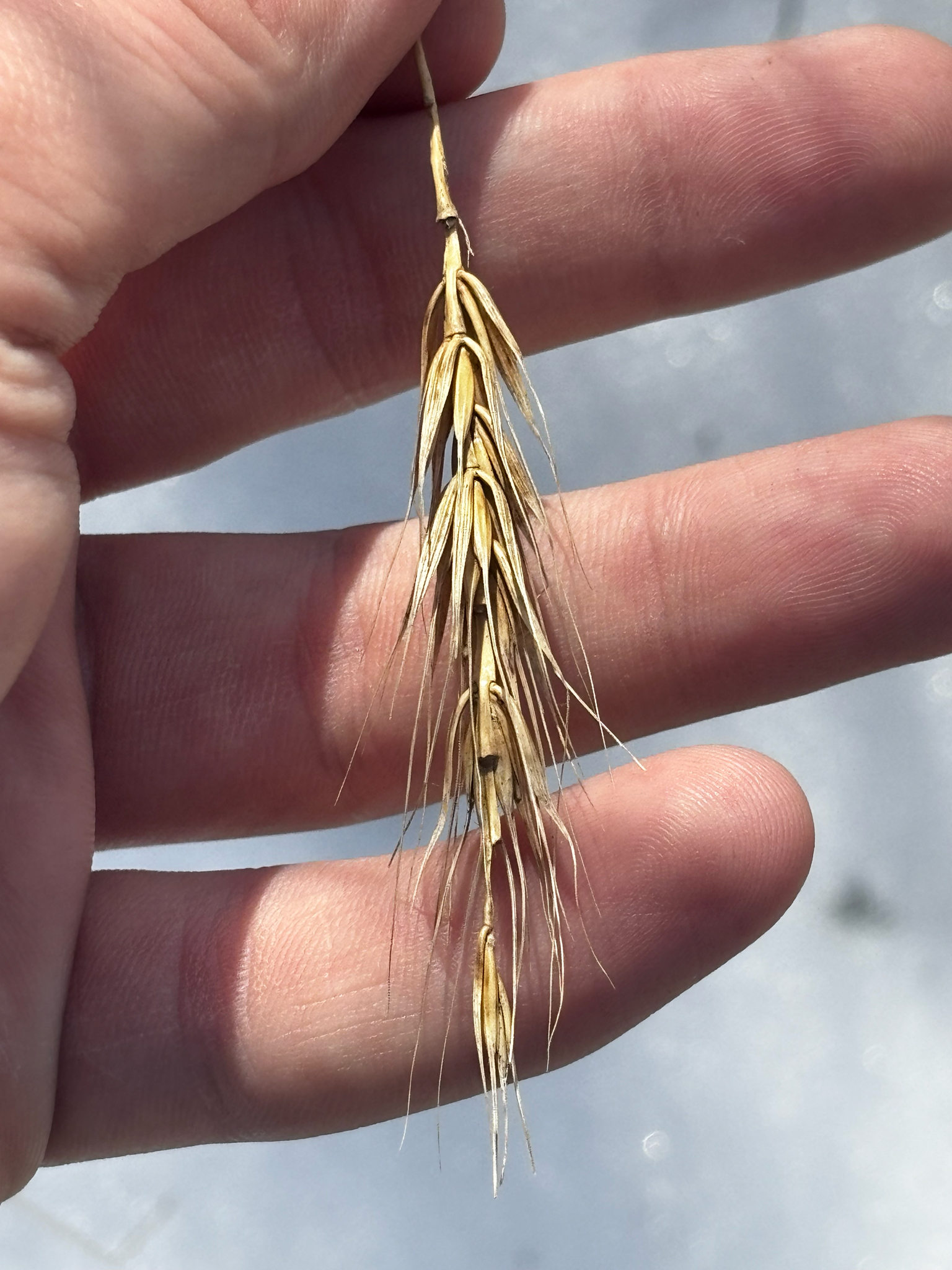 Macgregor's Wildrye (Elymus macgregorii)