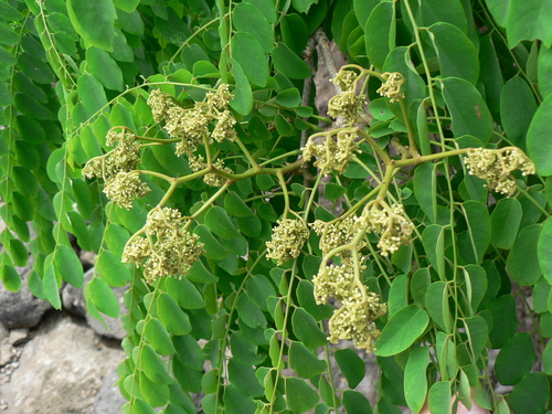 Dalbergia comorensis