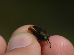 Pygopleurus diffusus