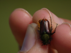 Pygopleurus diffusus