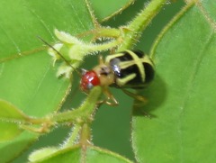 Metrobrotica geometrica