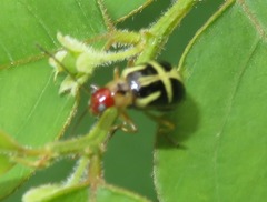 Metrobrotica geometrica