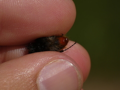 Pygopleurus diffusus